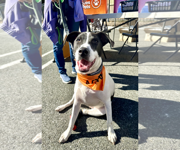 Medium Photo #3 Pointer-Unknown Mix Puppy For Sale in Westwood, NJ, USA