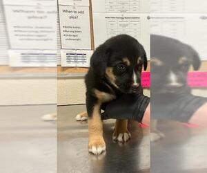 Mutt Dogs for adoption in Conroe, TX, USA