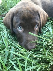 Labrador Retriever Puppy for sale in GERMANTOWN, IL, USA