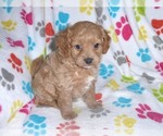 Small Photo #9 Cavapoo-Poodle (Miniature) Mix Puppy For Sale in ORO VALLEY, AZ, USA