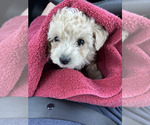 Buttercup - Female Poodle (Toy) Puppy for Sale - Small photo