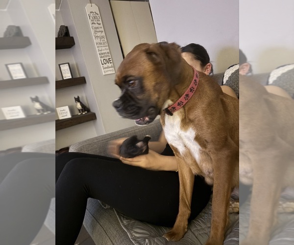 Medium Photo #1 Boxer Puppy For Sale in STERLING HEIGHTS, MI, USA