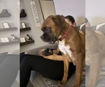 Small Photo #1 Boxer Puppy For Sale in STERLING HEIGHTS, MI, USA