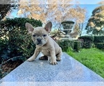 Small Photo #121 French Bulldog Puppy For Sale in HAYWARD, CA, USA