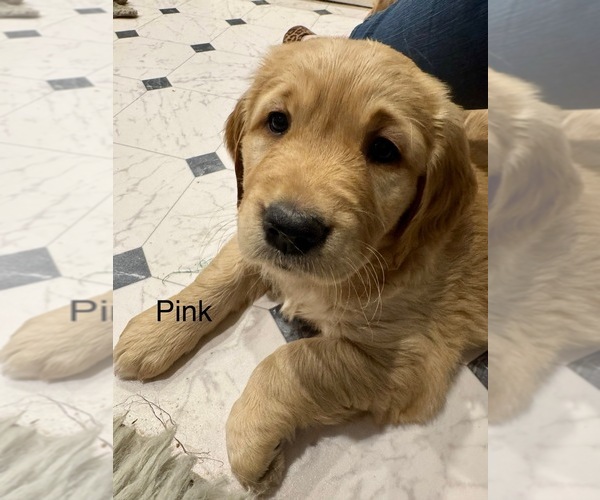 Medium Photo #6 Golden Retriever Puppy For Sale in GRAND RAPIDS, MI, USA