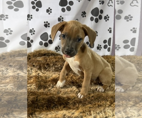 Medium Photo #3 Labrador Retriever-Unknown Mix Puppy For Sale in SHERBURNE, NY, USA