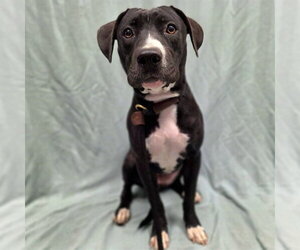 Labrador Retriever Dogs for adoption in Long Beach, CA, USA