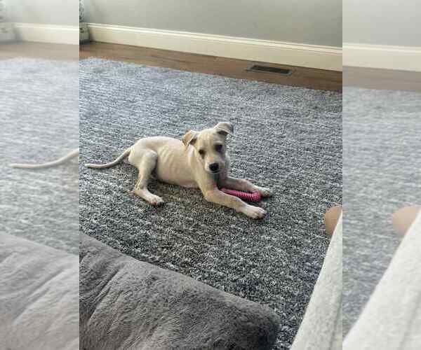 Medium Photo #3 Labrador Retriever-Unknown Mix Puppy For Sale in Springdale, PA, USA