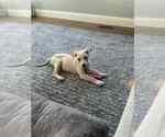 Small #2 Labrador Retriever Mix