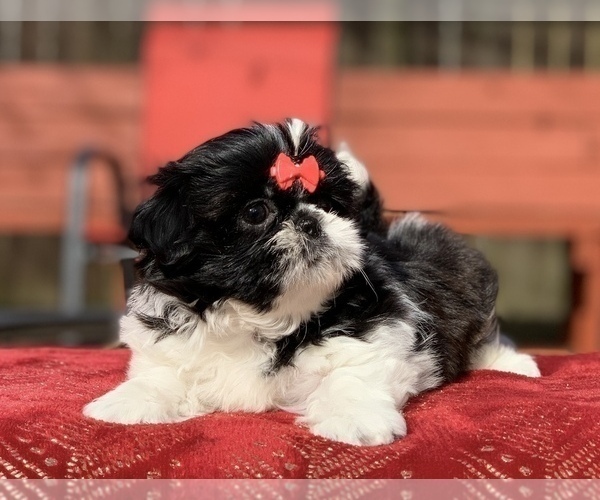 Medium Photo #6 Mal-Shi Puppy For Sale in BUFORD, GA, USA