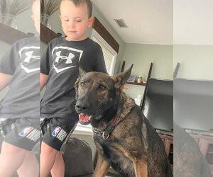 Kota - Female German Shepherd Dog Dog for Adoption - Photo #3