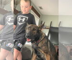 Small #2 German Shepherd Dog