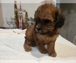 Small #1 Goldendoodle (Miniature)
