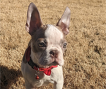 Small Photo #3 Boston Terrier Puppy For Sale in DULUTH, GA, USA