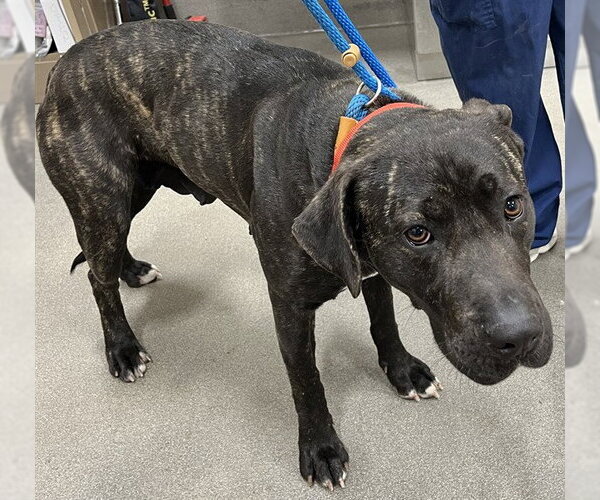 Medium Photo #1 Mutt Puppy For Sale in Forestville, MD, USA