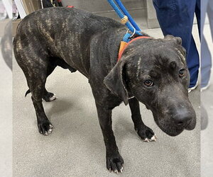 Mutt Dogs for adoption in Forestville, MD, USA