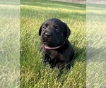 Puppy Puppy 3 lucy Labrador Retriever