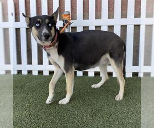 German Shepherd Dog-Siberian Husky Mix Dogs for adoption in Modesto, CA, USA