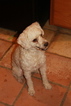Small Photo #1 Labradoodle Puppy For Sale in LAKE ELSINORE, CA, USA