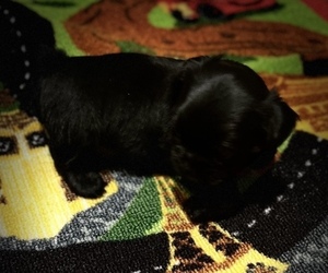 Unknown-Yorkshire Terrier Mix Puppy for sale in OMAHA, NE, USA