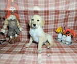 Small #2 Golden Retriever