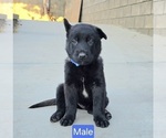 Puppy Blue collar Belgian Malinois