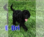 Small Photo #11 Goldendoodle Puppy For Sale in KANSAS CITY, MO, USA