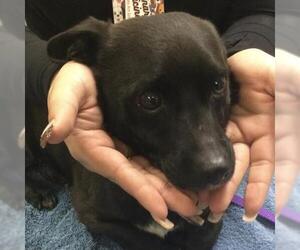 Chihuahua Dogs for adoption in Riverside, CA, USA