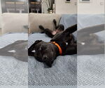 Small #3 American Staffordshire Terrier Mix