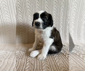 Saint Berdoodle Puppy for sale in ELK RIVER, MN, USA
