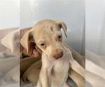 Small Labrador Retriever Mix