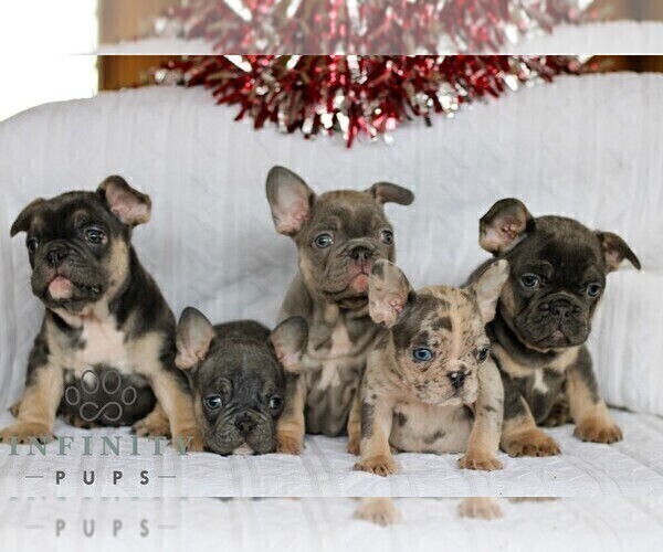 Medium Photo #5 French Bulldog Puppy For Sale in LITITZ, PA, USA