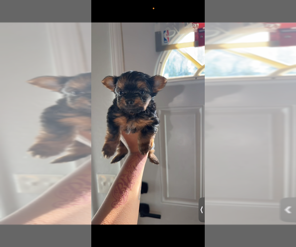 Medium Photo #1 Yorkshire Terrier Puppy For Sale in FEDERAL WAY, WA, USA