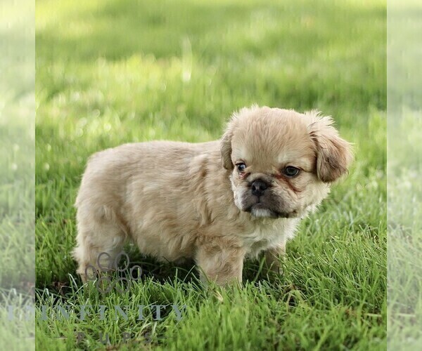 Medium Photo #3 French Bulldog Puppy For Sale in RONKS, PA, USA