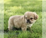 Small #2 French Bulldog