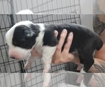 Small Photo #7 Australian Shepherd Puppy For Sale in BATTLE CREEK, MI, USA