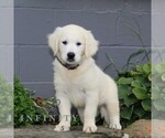 Small #4 English Cream Golden Retriever