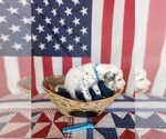 Small Photo #44 Dalmatian Puppy For Sale in VASSALBORO, ME, USA