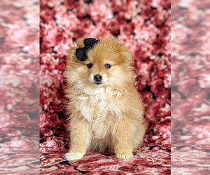 Pomeranian Puppy for sale in LINCOLN UNIV, PA, USA