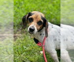 Small #7 Beagle