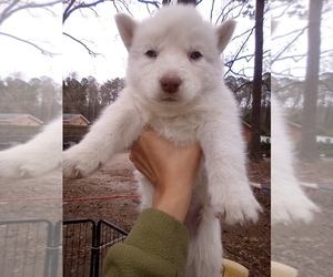 Siberian Husky Puppy for sale in FLORENCE, SC, USA