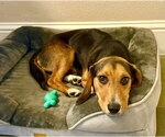 Small #15 Beagle