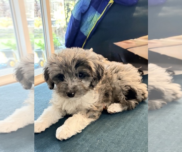 Medium Photo #11 Aussiedoodle Toy Puppy For Sale in RIDGEFIELD, WA, USA