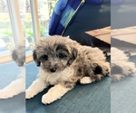 Small #10 Aussiedoodle Toy