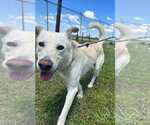 Small Photo #10 Mutt Puppy For Sale in Abbeville, LA, USA