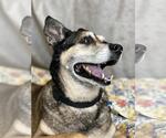 Small #1 Mutt