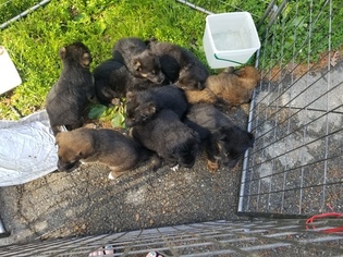 Malinois Puppy for sale in NORTH VERNON, IN, USA