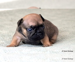 Small Photo #7 French Bulldog Puppy For Sale in WINNSBORO, TX, USA