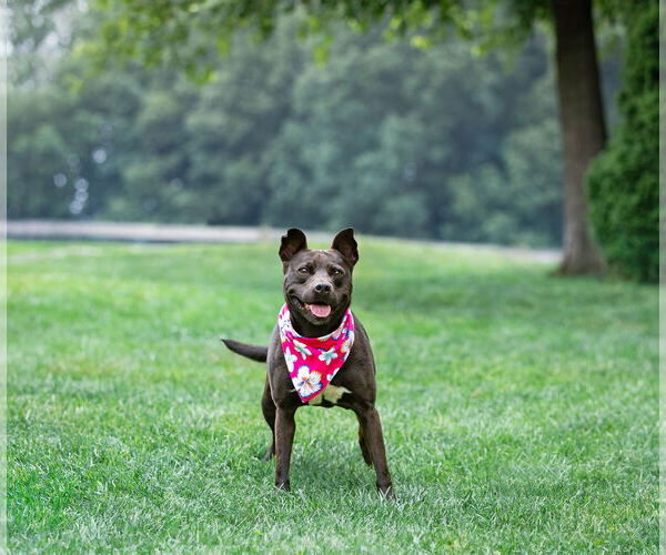 Medium Photo #4 Mutt Puppy For Sale in Unionville, PA, USA