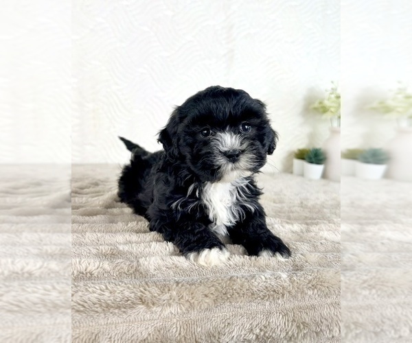 Medium Photo #5 ShihPoo Puppy For Sale in GREENFIELD, IN, USA